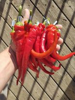 semences sweet cayenne
