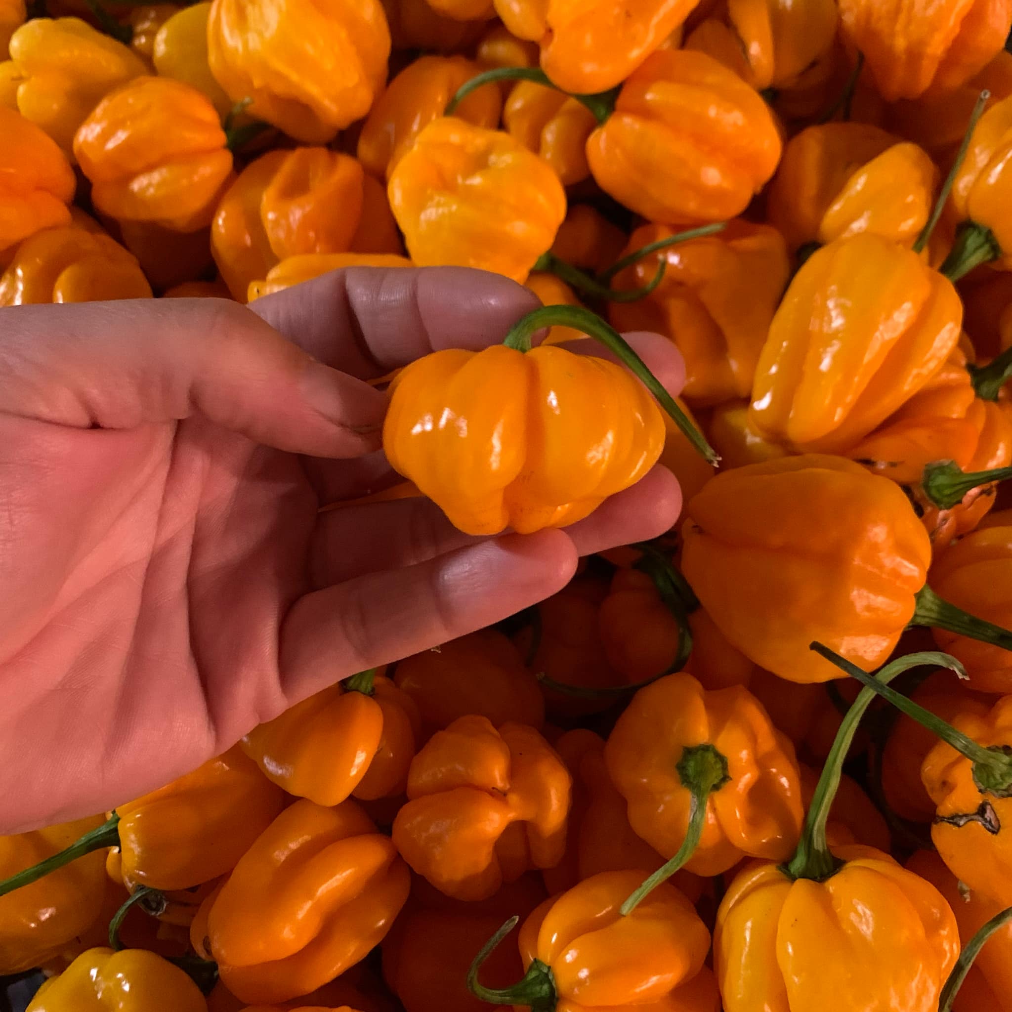 semence de scotch bonnet