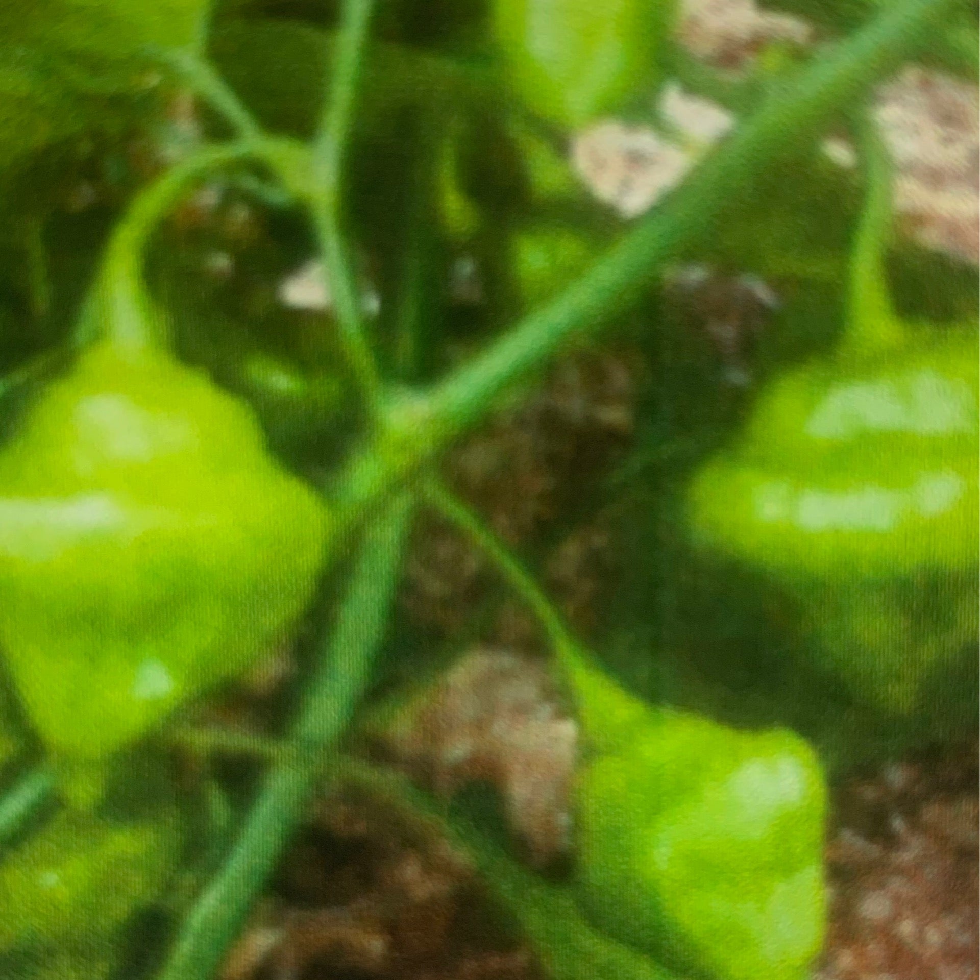 Semences aji cachucha