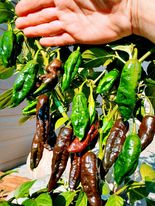 Semence bhut jolokia brun
