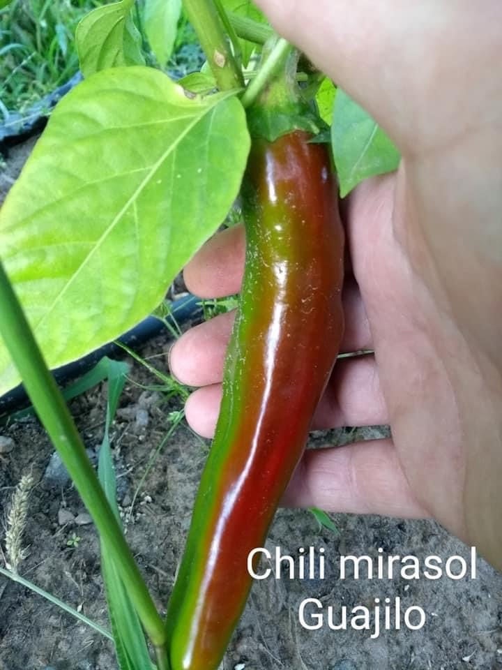 Guajillo séchés