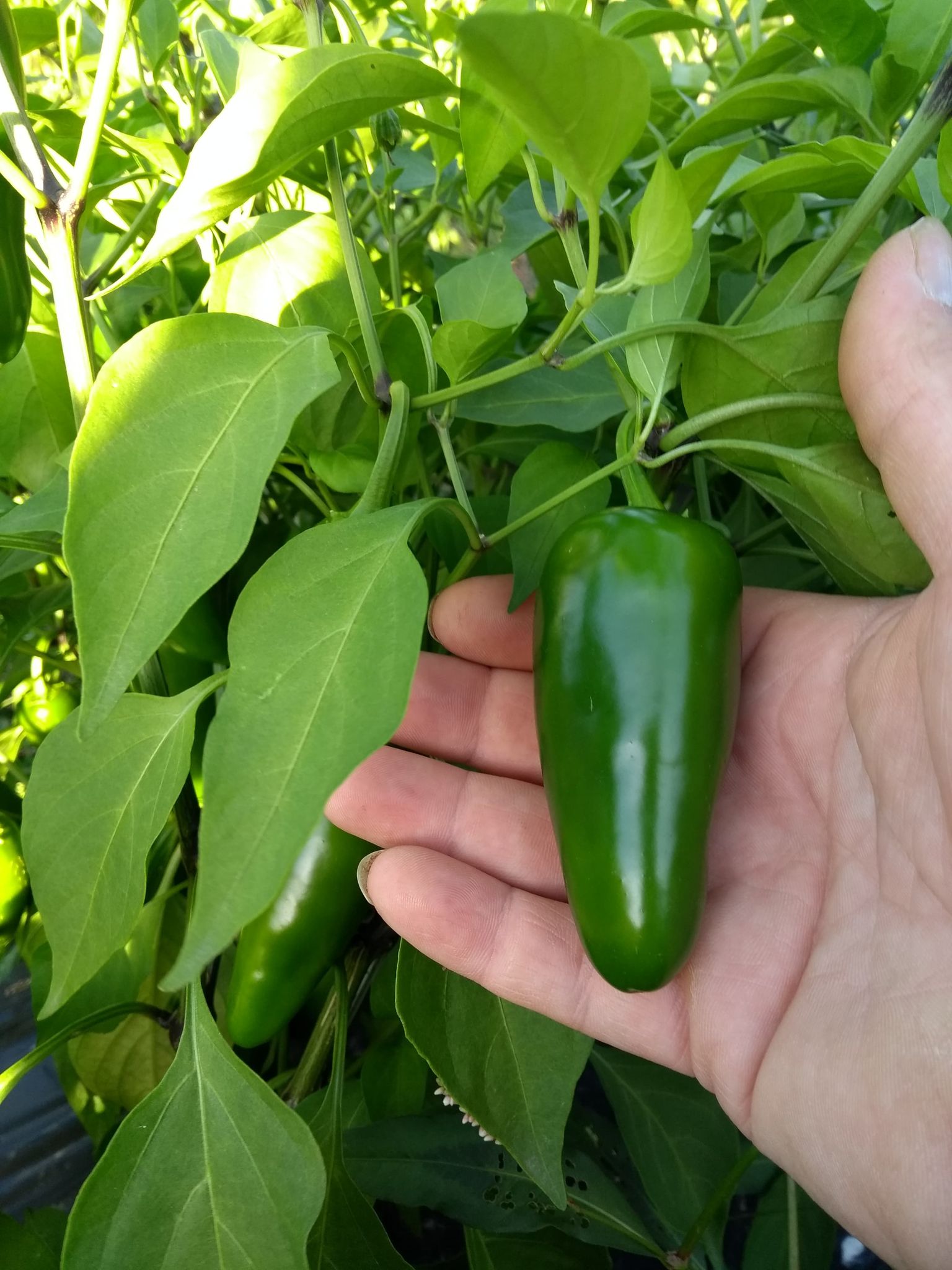 semence jalapeno doux