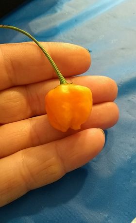 semences aji mango