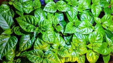 semences de chilaca
