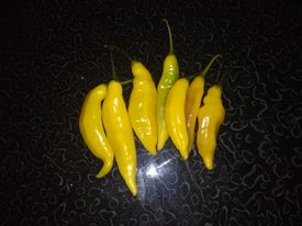 semences de aji lemon