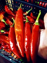semences guajillo