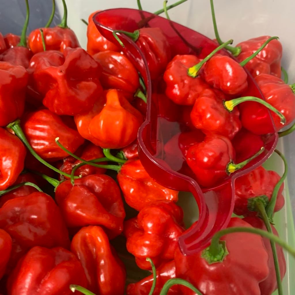 semence seasoning pepper cachucha
