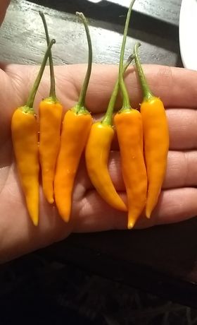 semences crioyo